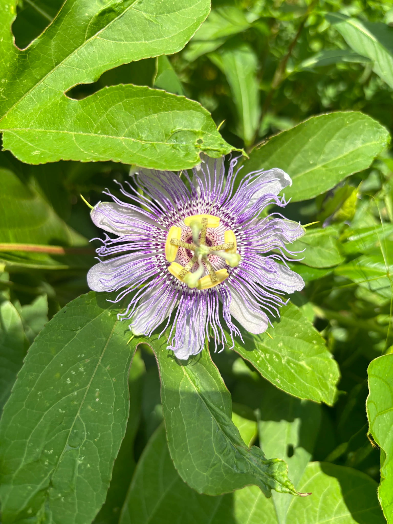 Maypop by Tayton Alvis